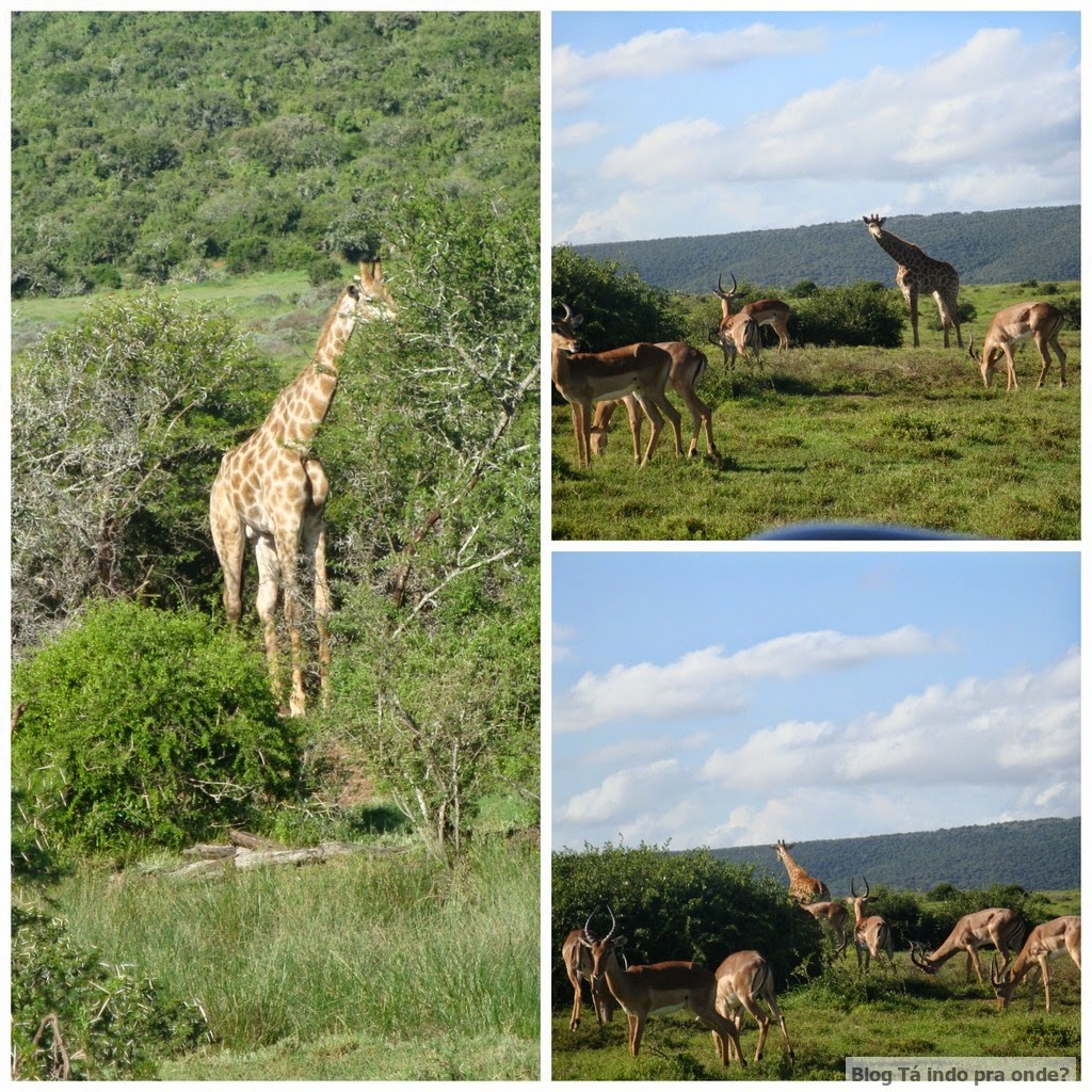 girafas na África do Sul