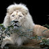 Los leones blancos, los animales más extraordinarios del mundo