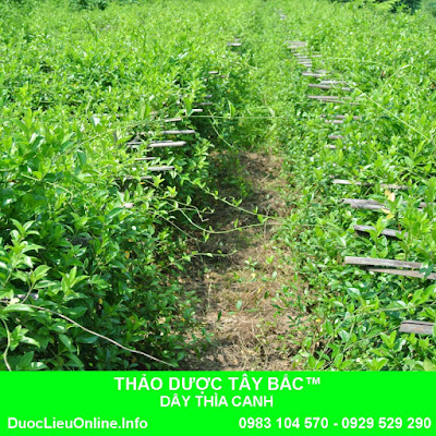 TRỒNG DÂY THÌA CANH