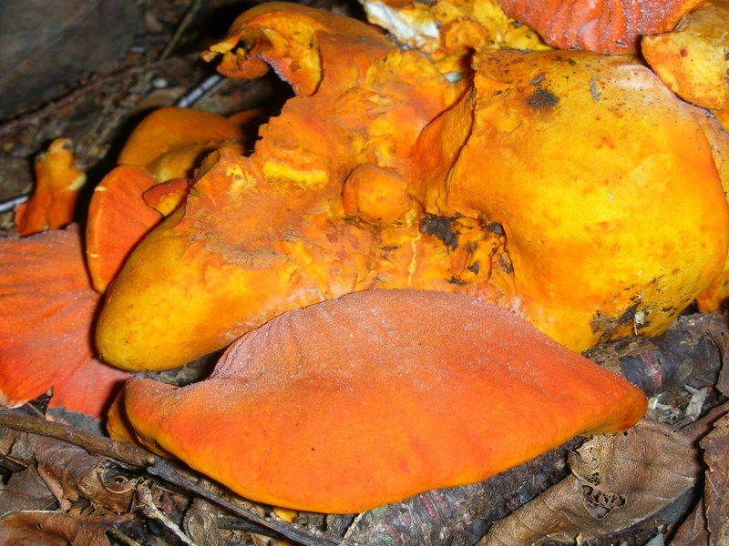 Vermont Wild Edibles Morels & Lobster Mushrooms found in Vt