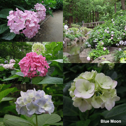 The Plant Hunter Fabulous And Foolproof