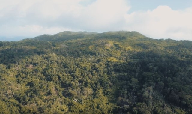 6 Cara Melestarikan Hutan Agar Fungsinya Tetap Terjaga