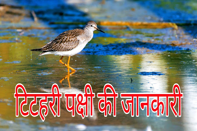 Sandpiper Bird In Hindi
