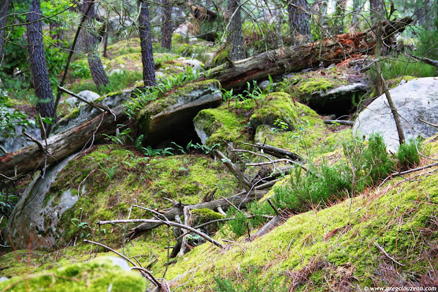 Vieux tronc dans la mousse Potala, Trois Pignons, (C) 2014 Greg Clouzeau