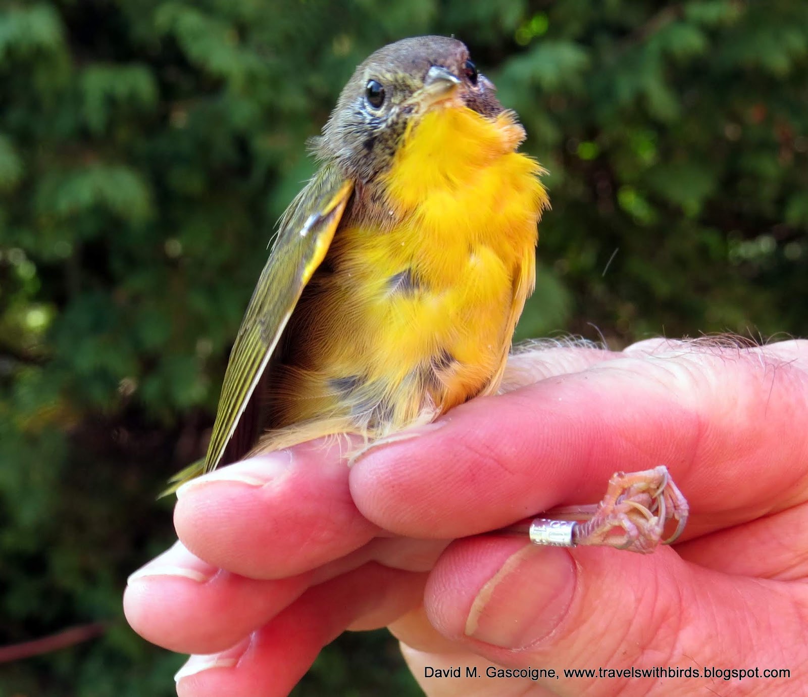 The First Weekend of Fall Bird Banding at SpruceHaven and a Visit by
