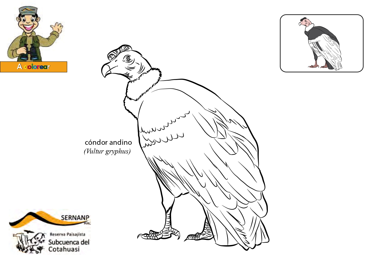 Colorear Animales De Peru Jugar Y Colorear