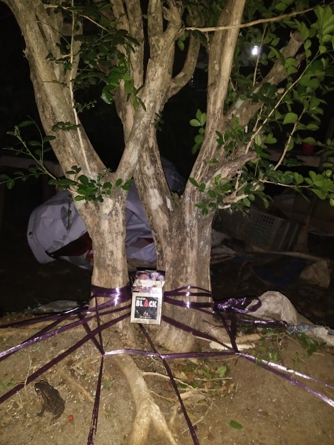 MENDAPATKAN dan PEMILIHAN BAKALAN BONSAI KEMUNING PROSPEK