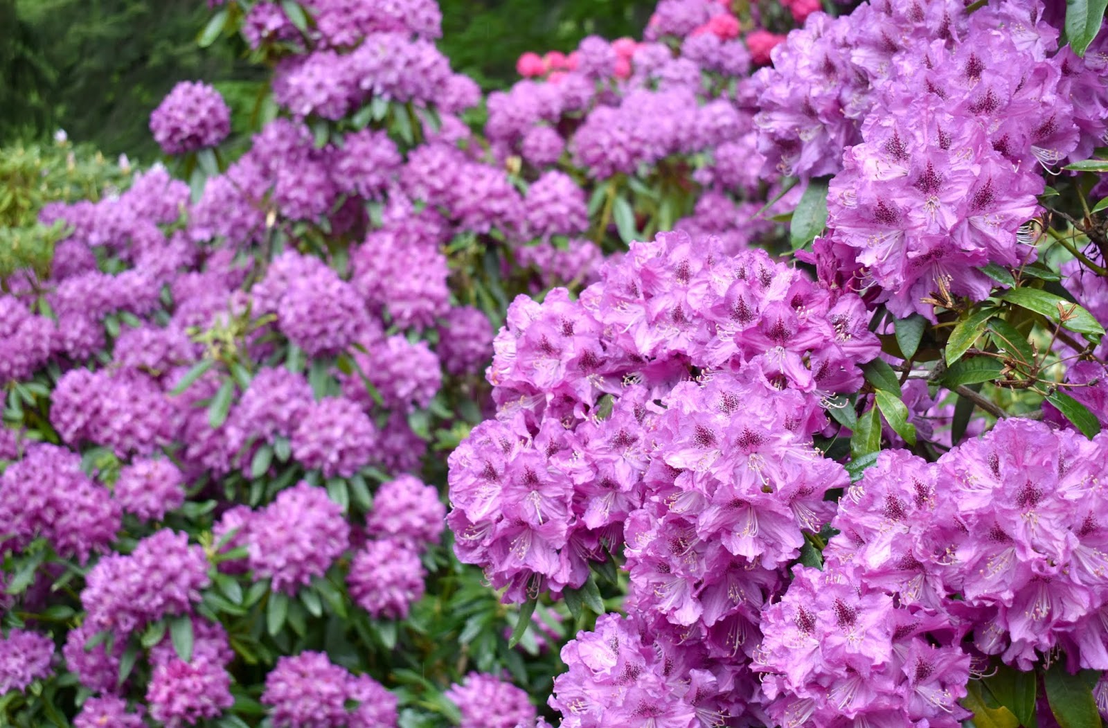 Rhododendron Won T Bloom