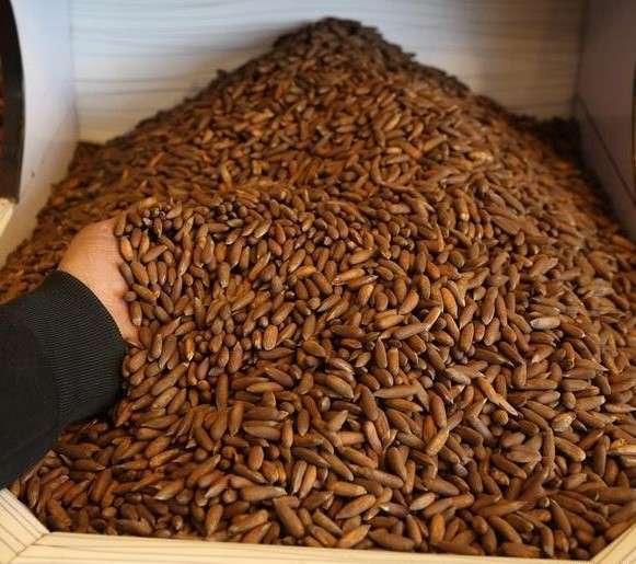 Siachen Dry fruits suppliers ( Chilgoza )