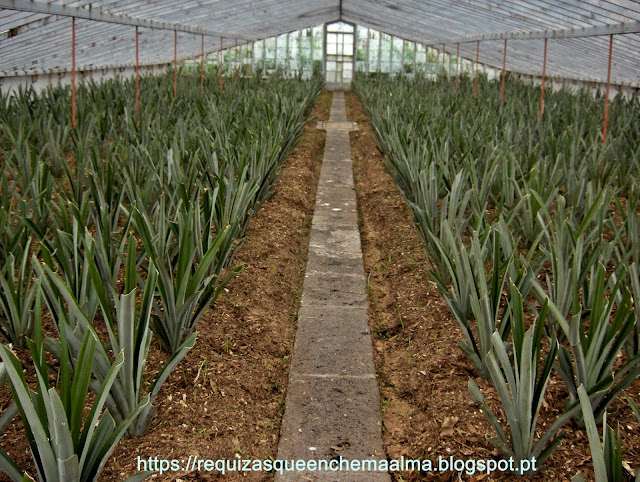 Plantação do Ananás Augusto Arruda