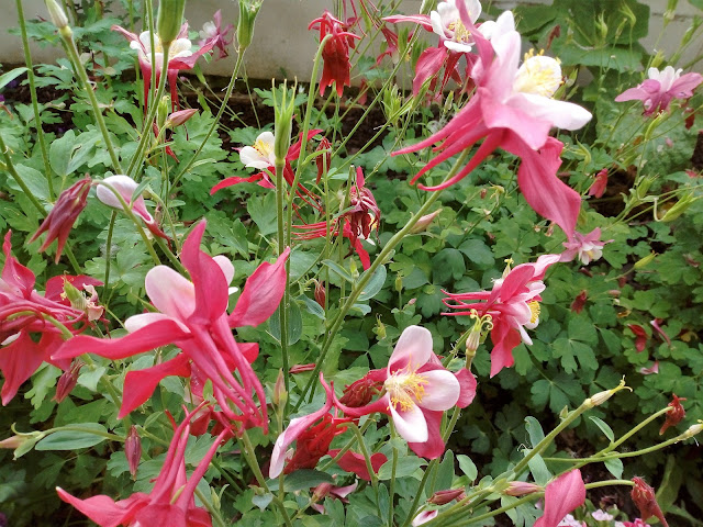 Aquilegia