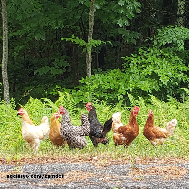 Wild Chickens tamdoll's workspace