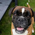 12 Problems Only Boxer Dog Owners Will Understand