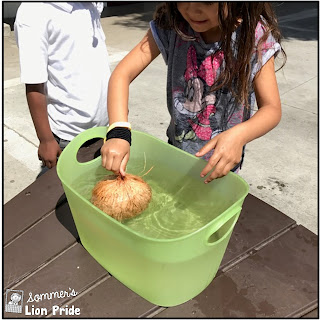 a kindergartener placing a coconut in a container of water to see if it floats or sinks