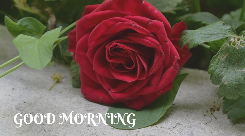 best rose for girlfriend