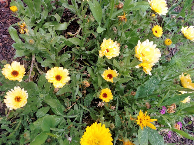 Caléndula (Calendula officinalis L.).