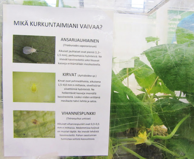 mikä kurkuntaimea vaivaa tuhohyönteiset kurkulla