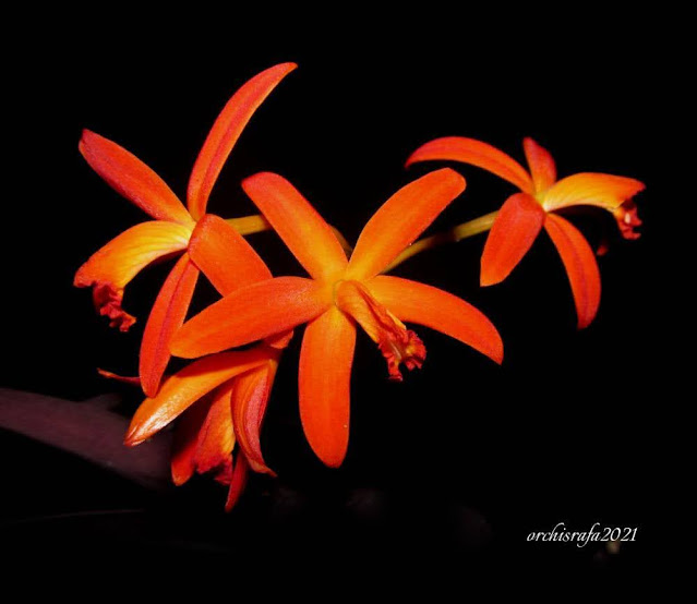Cattleya angereri