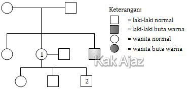 Silsilah kleuarga buta warna Silsilah kleuarga buta warna, gambar soal Biologi UN 2018 no. 39