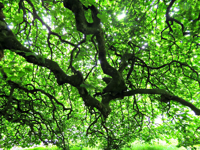 Parkanaur Forest Park Parasol Beech Trees