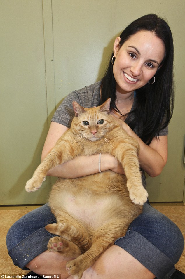 Толстого кота в мире. Толстый кот. Большой толстый кот. Самый толстый кот в мире. Самый жирный кот.