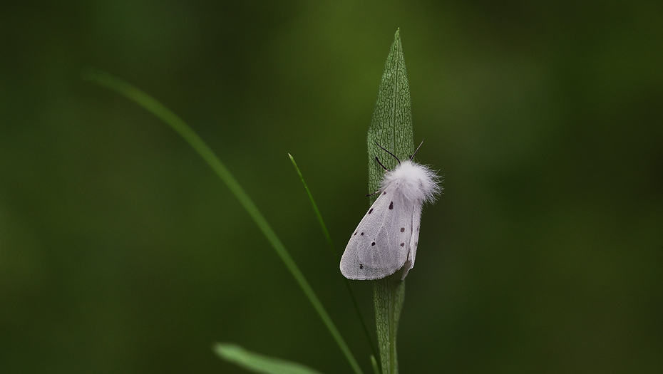 OBRAZY NATURY Szewnica miętówka (Spilosoma lubricipeda)
