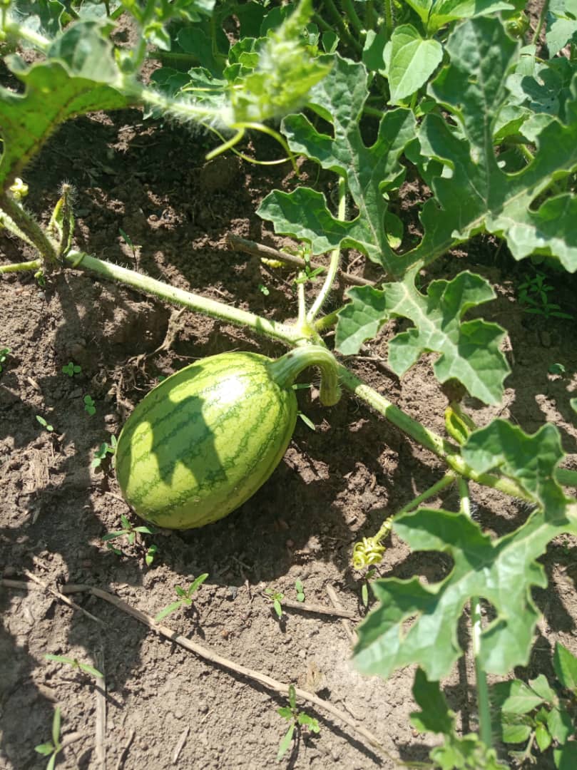 SCIENCE JOINTER Tony's A to Z of growing watermelon 2023