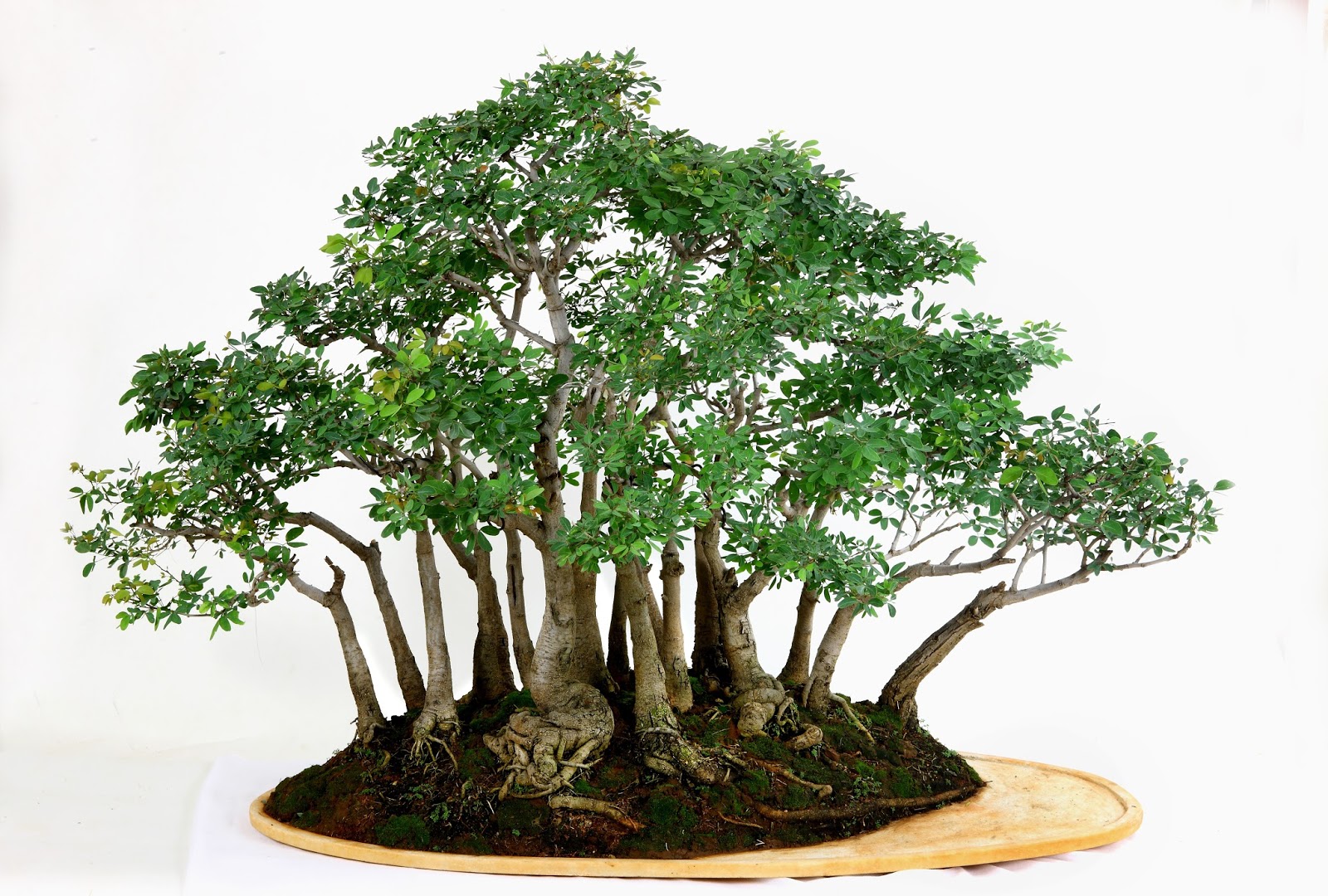 Mangala's Bonsai MANILA TAMARIND ,AGE 30 YEARS