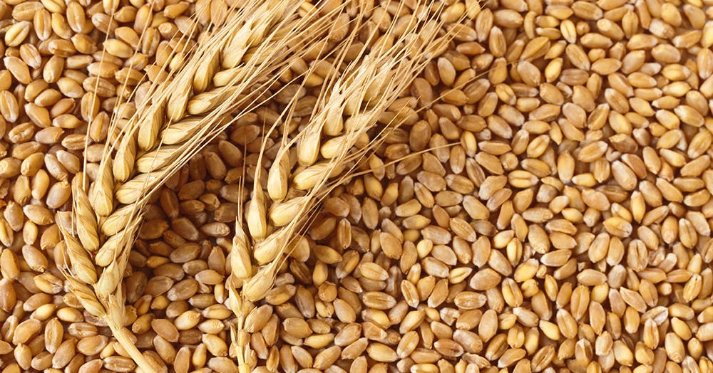 Science4All.Arabic القمح الانتاج والاستهلاك وتقنيات جديدة لزيادة الانتاج.