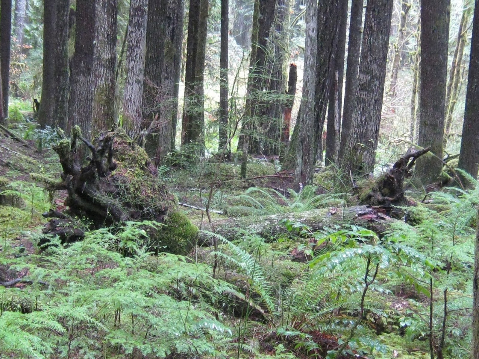 Columbia County Small Woodlands