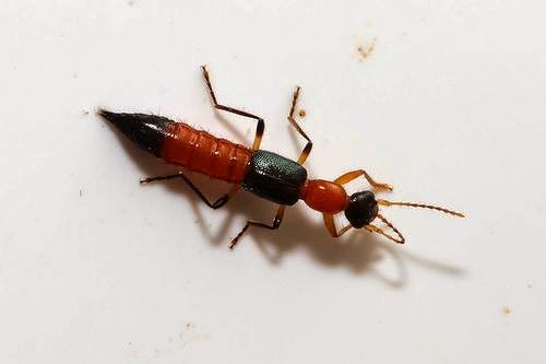 Image result for rove beetle gif