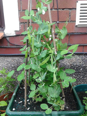 Mangetout peas in container Green Fingered Blog