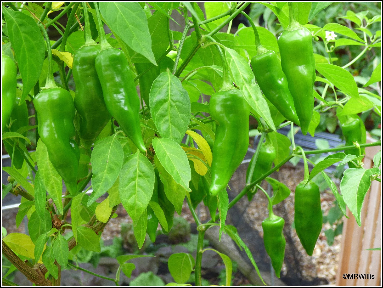 Mark's Veg Plot: Does pinching-out chilli plants really help?