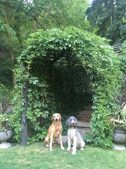Dining at Log Haven's the Dogs Days of Summer Dining at Log Haven's the Dogs Days of Summer