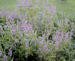 garden sage, Salvia officialis garden sage, Salvia officialis