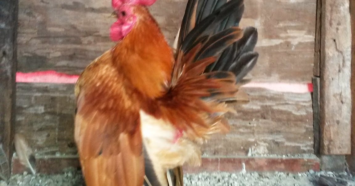  Serama Kuala Bator Ayam serama jantan warna oren terang 