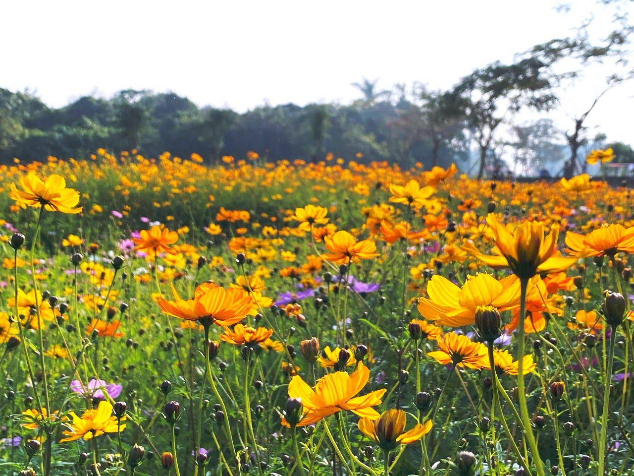 山上花園水道博物館遍地開花|年節離開人群市區賞花趣