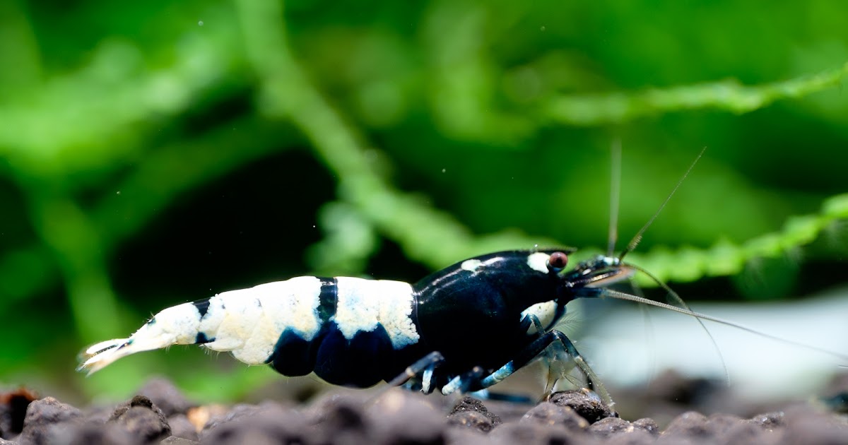 ShrimpFAN Photoburst Japanese Pintos (black)