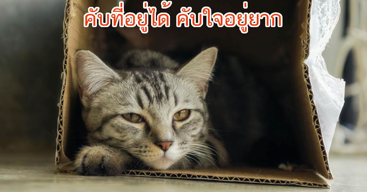 คับที่อยู่ได้ คับใจอยู่ยาก หมายความว่าอะไร ? - Blogsdit คับที่อยู่ได้ คับใจอยู่ยาก หมายความว่าอะไร ? - Blogsdit