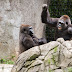 Gorilla attempts to Intimidate themself ...