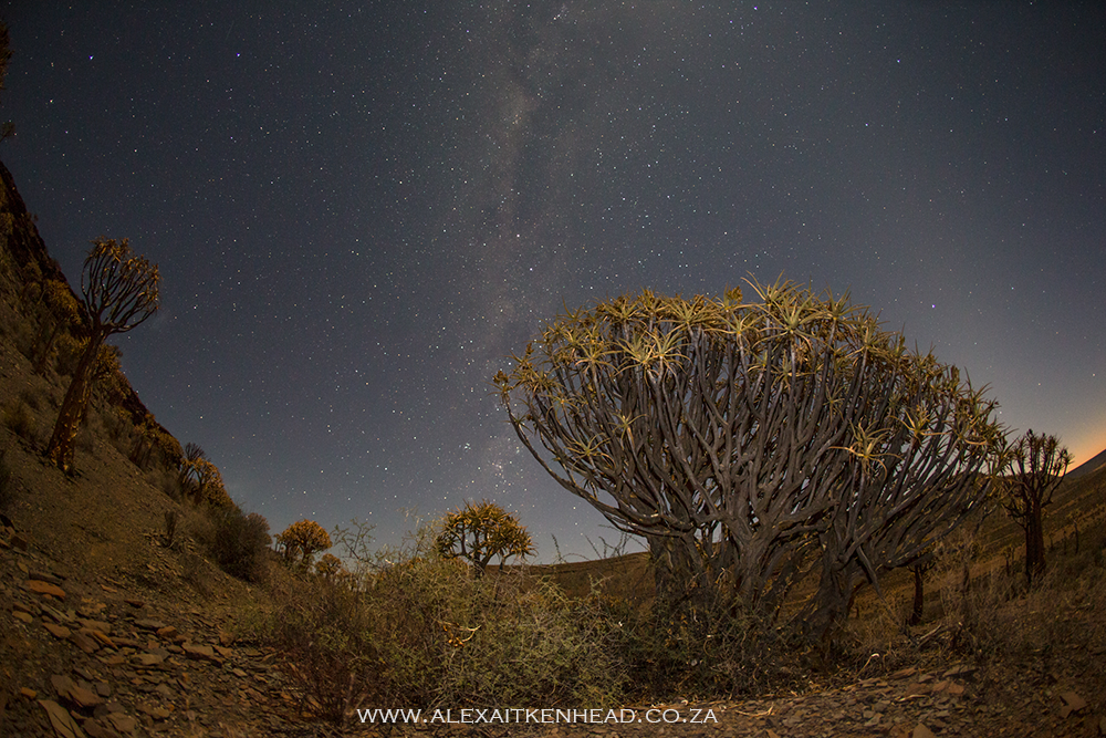 Gannabos, Quiver tree forest, Nieuwoudtville, Alex Aitkenhead, South Africa, Northern Cape, West Coast Flowers, Bulb Capital of the world, Aloe Dichotoma, Star Trails, Celestial Photography, African sunset, African Desert, Star Photography,  