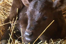 Cow on Illinois farm gives birth to rare triplets|interesting news|