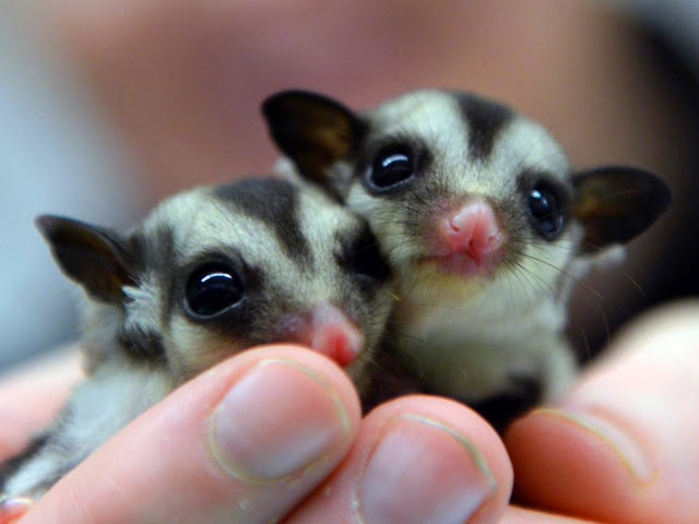 merawat sugar glider