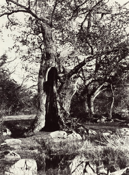 Le Clovis, plateau de Belle-Croix, Forêt de Fontainebleau, Eugène Cuvelier photographe.