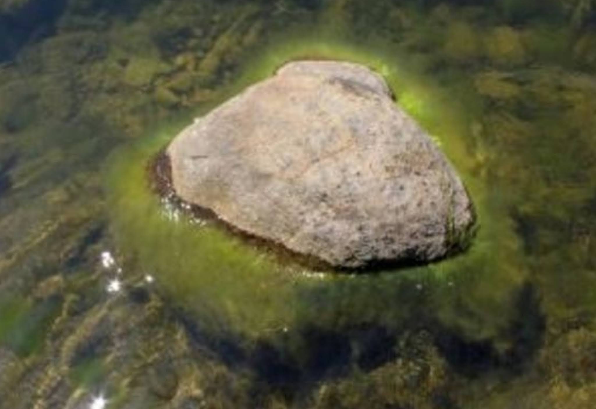 koi-pond-string-algae-2.jpg