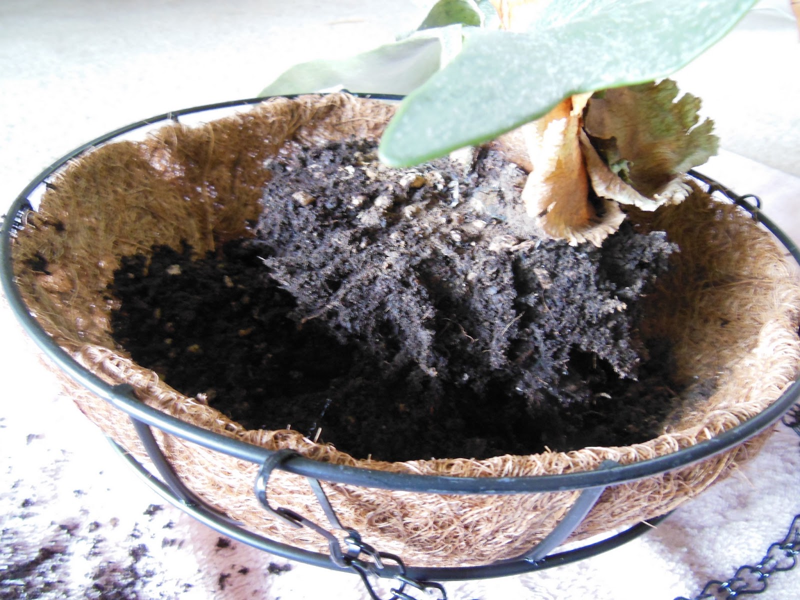The Green House Hanging a Staghorn Fern in a Basket