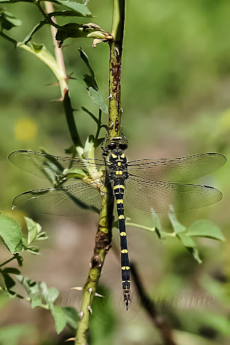 Cordulegaster bidentata