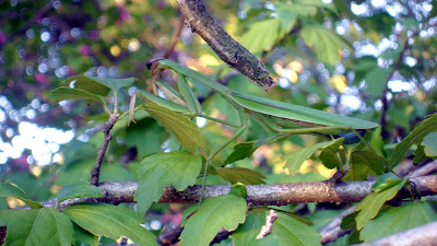 ağaç üzerinde tüneyen ergin tenodera sinensis