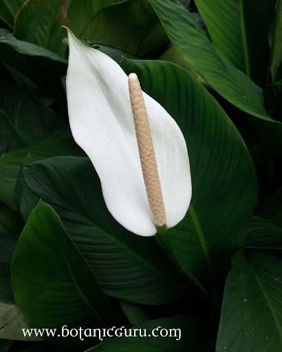 Spathiphyllum cannifolium, Peace Lily spadix