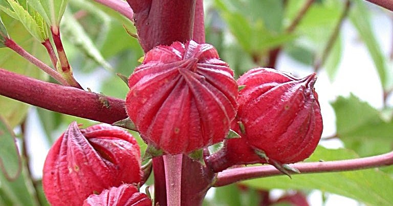 Bunga  Rosella  Khasiat  dan Kegunaan Sebagai  Obat Obat 